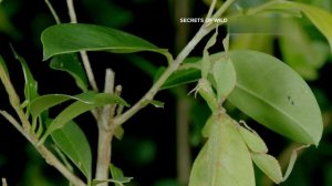 Тайны дикой природы Австралии Насекомые