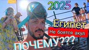 Египет 2025 🇪🇬 СЕТОК НЕТ / И ХОЧЕТСЯ, И КОЛЕТСЯ Albatros Makadi Resort 5* ДЛЯ СЕМЕЙНОГО ОТДЫХА