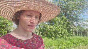 Посадили картофель под чёрный материал и ехали в Ярославль