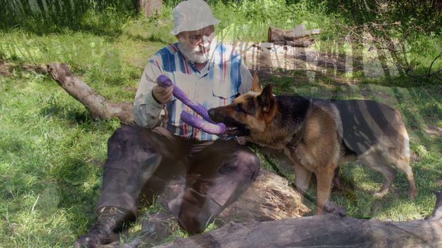 Завещание нашей собаки смотреть онлайн