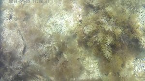 эльпидифер азов 3