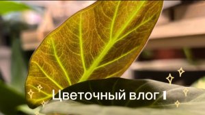 ЦВЕТОЧНЫЙ влог 1: РАСПАКОВКА новых растений, ПЕРЕСАДКА 🪴🪏 и болталка