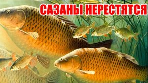 ПОПАЛ НА СВАДЬБУ К САЗАНАМ