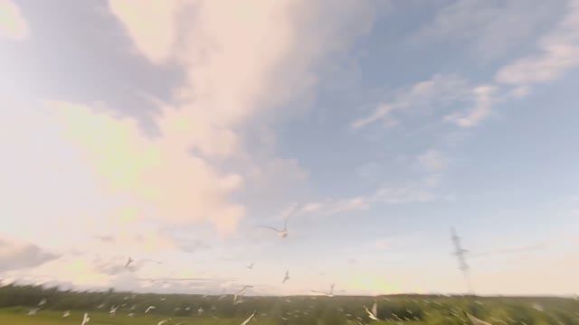 Птички