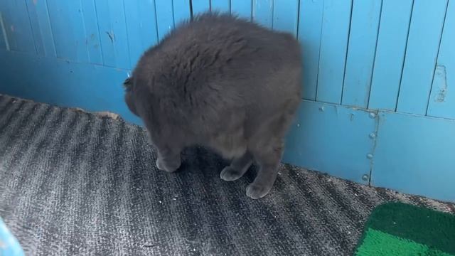 Сам я ещё его не видел, в июле к нам уже приедет из далека)