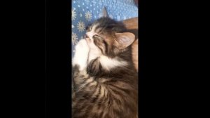 Как поменялись мои животные :3