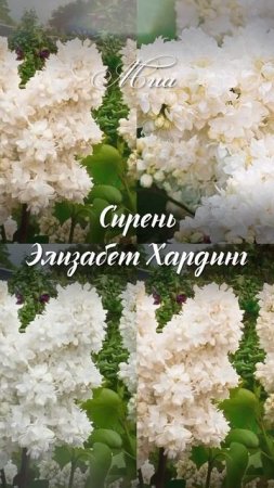 407336adf83046c89ab0b723b8eba23a