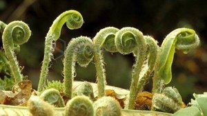 №79. Пикировка сеянцев адиантума из спор.