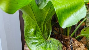 Мои платицериумы 🥰