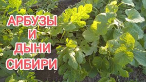 Арбузы и дыни Какие арбузы и дыни растут в Сибири
