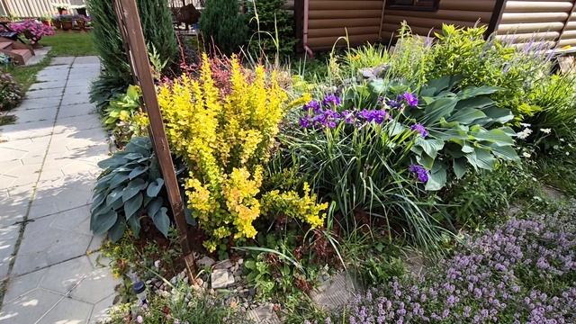 Обзор сада  в Подмосковье 27.06.2025г.  Часть 1.