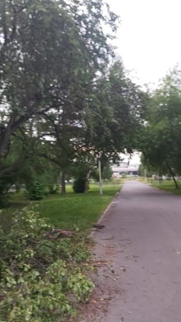 После сильного дождя повалило много деревьев