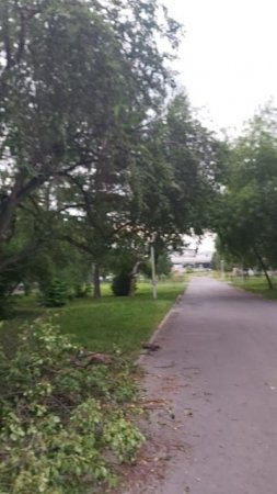 После сильного дождя повалило много деревьев