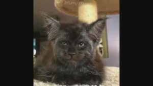 Funny Cats #2