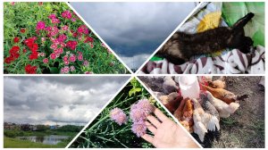 По чуть-чуть обо всём ⛅🌺🐓