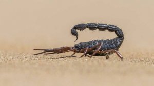 Эксперт развеял миф об опасности укусов скорпионов