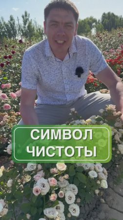 Роза Яна (Jana): Нежность и благородство в вашем саду! 🌹