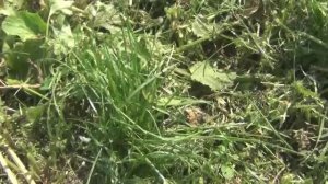 Беремся с сорными растениями засеиваем травкой облагораживаем участок 21 июня 2025