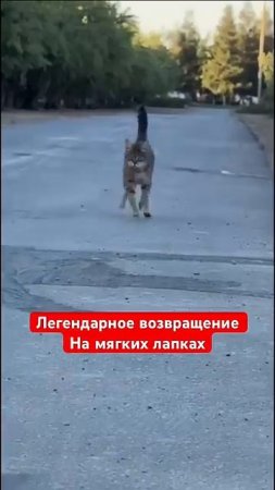 😂После легендарной битвы возвращается домой на мягких лапках😂