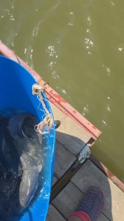 Дозапуск африканского сома