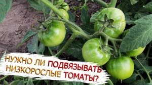 Нужно ли подвязывать низкорослые томаты? Подвязываем томаты в открытом грунте.
