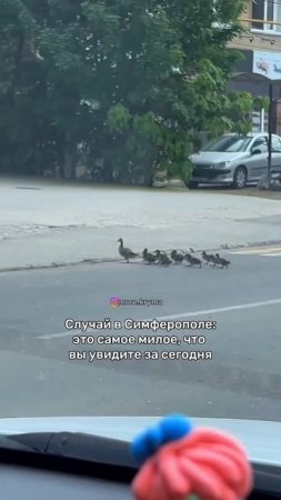 Милые пешеходы
