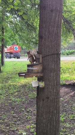 Незнакомая белка сердится, топает лапками