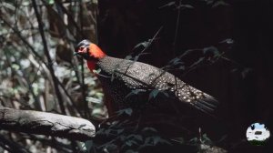 Западный трагопан Tragopan melanocephalus