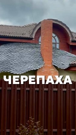 Черепаха