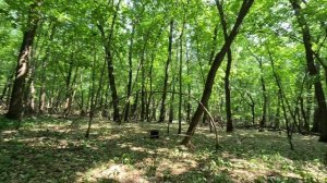 Самара,Генковская лесополоса