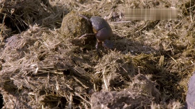 Герои дикой природы / Wildlife Icons-03  Навозные жуки  природные утилизаторы смотреть онлайн