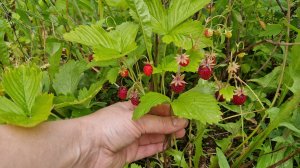 Земляничный клондайк. Поляны аж красные от такого количества ягод!