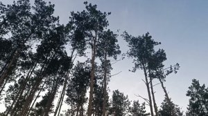 SERYABKINA*Не забыла*В сосновом бору находится База отдыха Дубрава... пройдемся по лесу. красота 😘