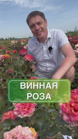 Роза Черри Брэнди – элегантная классика в вашем саду! 🌹