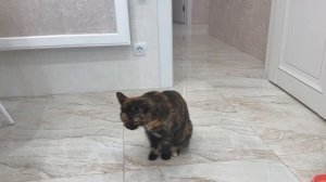Моя кошка