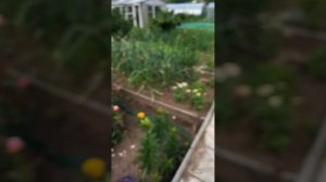 обзор на огород🌹.mp4