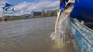 Запуск осетра