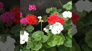 Пеларгония