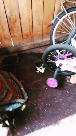 HwVideoEditor_2025_06_27_182804724.mp4