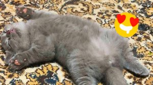 😹СМЕШНО ДО СЛЁЗ ▶ Самые смешные Кошки и Коты🔥
