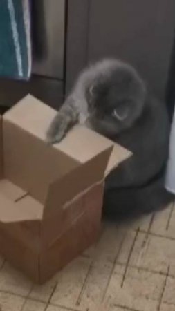 Новая игрушка для Аси