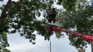 В Керчи проводят санитарную отрезку деревьев