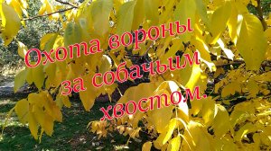 Охота вороны за собачьим хвостом. #Волгоград #парк_8_марта