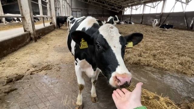 VID_20250419_090251_236.mp4