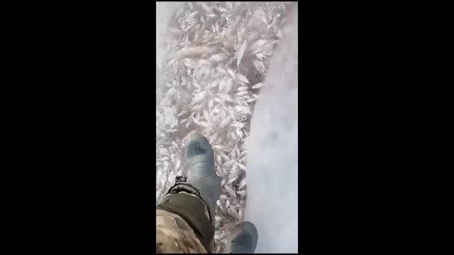 Массовая гибель рыбы. ЭТО ЖЕСТЬ!!!  Река САВАЛА.ВОРОНЕЖСКАЯ ОБЛАСТЬ.