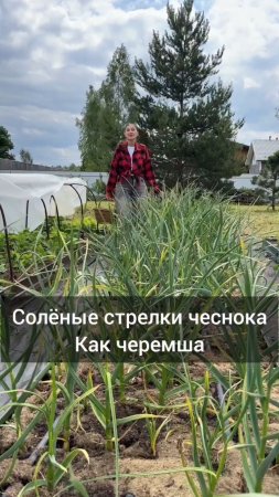 Солим стрелки чеснока.  
Получаются,  как черемша с рынка и даже вкуснее.