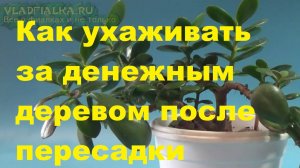 Как ухаживать за денежным деревом после пересадки
