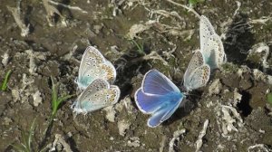 Бабочка. Голубянка Икар ( Polyommatus icarus )