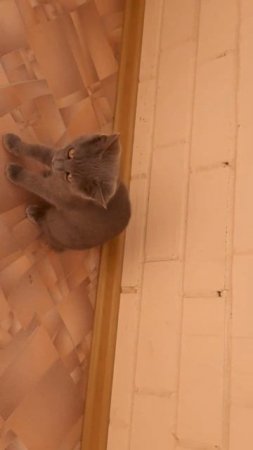 А это снова я, гонюсь за мушкой, я как щелкунчик не так ли?)