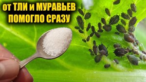 За 1 раз избавилась от Тли и Муравьев навсегда! Я в шоке, этот способ работает